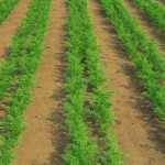 Замените гербицид…керосином!