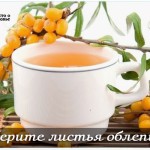 Соберите листья облепихи!