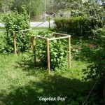 ДЕСЯТЬ ЗОЛОТЫХ ПРАВИЛ ОБРЕЗКИ СМОРОДИНЫ