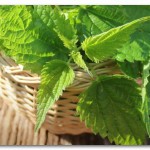 Настои из крапивы вместо ядов и пестицидов