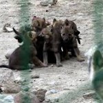 Зоопарку Каракола перечислили средства на корм животным