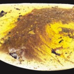 Останки прошлого