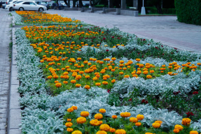 Весной Бишкек зацветёт красивыми и яркими цветами