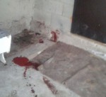 По селу Пригородное бродят окровавленные недобитые собаки