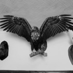 Кабинетный заповедник