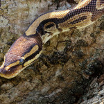 В Индонезии питон проглотил человека