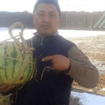 Свежие арбузы в январе — в Кыргызстане вырастили ягоду зимой