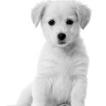 Жестокость – следствие безответственности