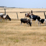 Штрафовать за выпас на скотомогильниках — законопроект ЖК