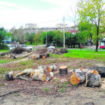 О джунглях мечтаем, а пока деревья вырубаем