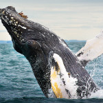 Зачем киты выпрыгивают из воды? Ученые нашли ответ