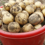 Почему в Кыргызстане подорожал картофель — ждать ли снижения цен?