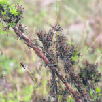 Саранча не пройдет