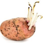 Картофельные ростки способны вылечить астму и рак