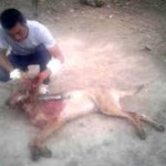 Животновод полчаса боролся с бешеным волком, чтобы спасти 6-летнюю дочь