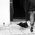 Собачье сердце или Хроники живодёров