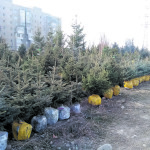 Новогодние красавицы уже в продаже