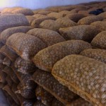 Кыргызстан поставил более 50 тонн грецких орехов в Голландию