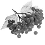 Полезные рецепты из калины