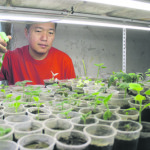 Павловния – дерево-феникс