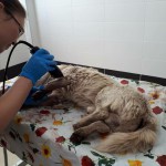 В Бишкеке изнасиловали собаку