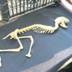 В Кара-Балте обнаружили останки неизвестного животного