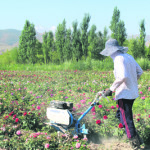 Расплескалось поле роз