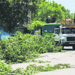 Сколько ещё вырубят деревьев в порыве озеленения?