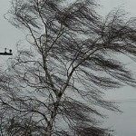 Сильный ветер и понижение температуры. МЧС объявило штормовое предупреждение