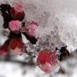 Штормовое предупреждение: в Кыргызстане ожидаются заморозки