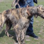 Тайган: улыбающийся охотник гор