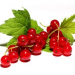 Вторая жизнь кустов смородины