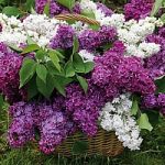 Сирень как лекарство