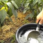 Чем подкормить слабую рассаду перца