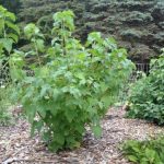 Вторая жизнь кустов смородины