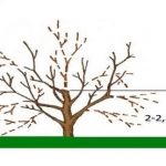 Способ омолодить старую яблоню