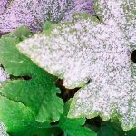 Народные методы борьбы с мучнистой росой