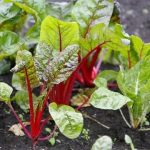 Когда сажать свёклу в открытый грунт семенами