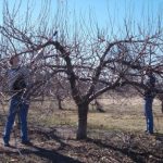 Способ омолодить старую яблоню