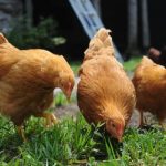 Какие сорняки полезны для кур и другой птицы?