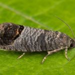 Как избавиться от яблочной плодожорки?