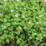 Больные колени спасает мокрица