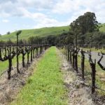 Первая обработка винограда после открытия