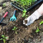 Секреты щедрого урожая