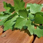 Любисток и его лечебные свойства