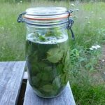 Растирка из берёзовых листочков от болей в суставах и позвоночнике