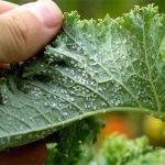 Народные средства для борьбы с тлей
