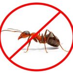 Борьба с муравьями на участке: «за» и «против»