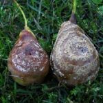 Чем обработать грушу от плодовой гнили весной