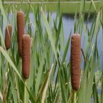 Рогоз – пушистый лекарь